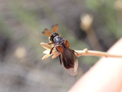 Ripiphorus diadasiae