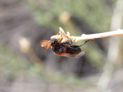 Ripiphorus diadasiae