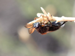Ripiphorus diadasiae