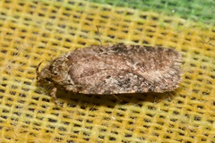 Agonopterix purpurea