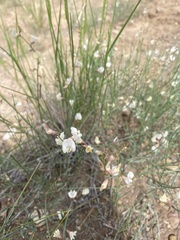 Astragalus ceramicus