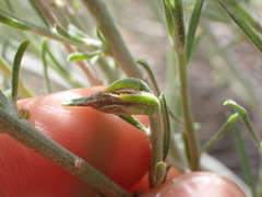 Gnorimoschema octomaculella