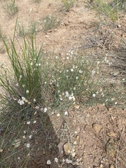 Astragalus ceramicus