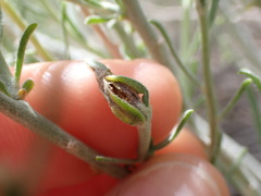 Gnorimoschema octomaculella