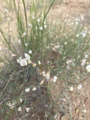 Astragalus ceramicus