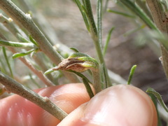 Gnorimoschema octomaculella