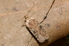 Agonopterix purpurea