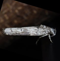 Menestomorpha kimballi