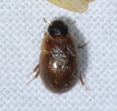 Enochrus sayi