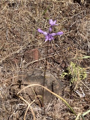 Dichelostemma multiflorum