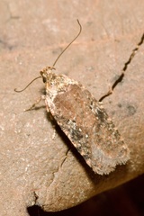 Agonopterix purpurea