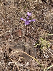 Dichelostemma multiflorum