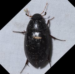 Hydrobiomorpha casta