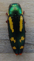 Buprestis rufipes