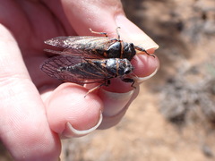 Platypediini