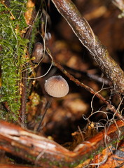 Mycena cystidiosa