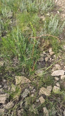 Cuscuta monogyna