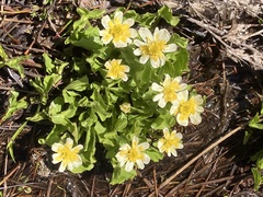Caltha biflora