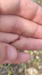 Cuscuta monogyna