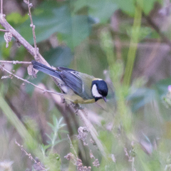 Parus major