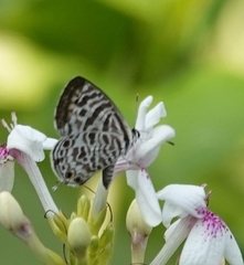 Leptotes plinius