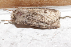 Agrotis segetum