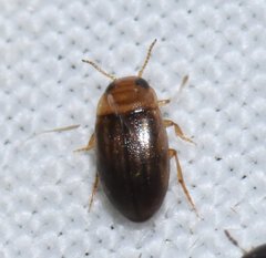 Neobidessus pullus