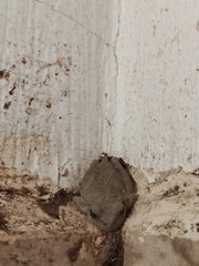 Hyla arenicolor