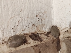 Hyla arenicolor