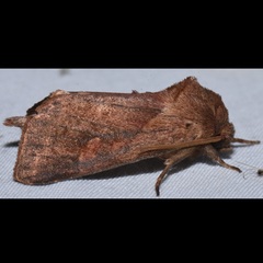 Bellura densa
