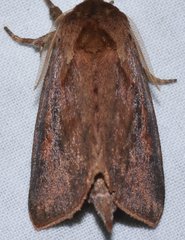 Bellura densa
