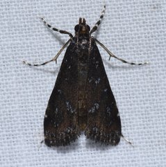 Langessa nomophilalis