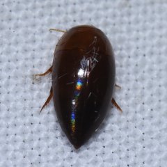 Hydrocanthus oblongus