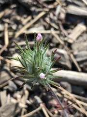 Leptosiphon ciliatus