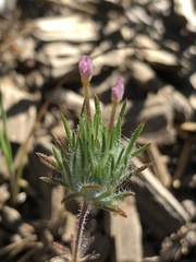 Leptosiphon ciliatus
