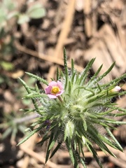 Leptosiphon ciliatus