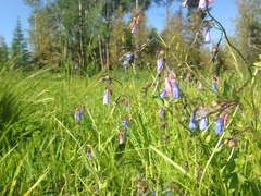 Mertensia paniculata borealis