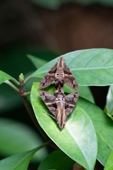 Macroglossum divergens