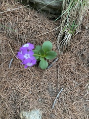 Primula hirsuta