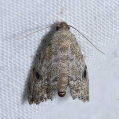 Abablemma brimleyana