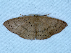Cyclophora obstataria