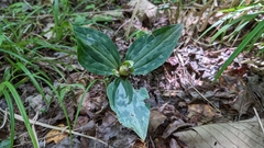Trillium ludovicianum