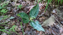 Trillium ludovicianum