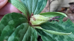 Trillium ludovicianum