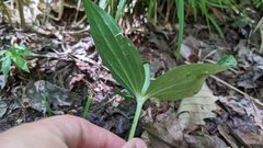 Trillium ludovicianum
