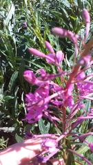 Chamaenerion angustifolium