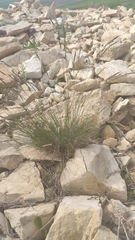 Festuca rupicola