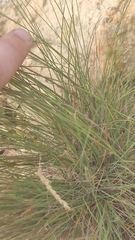 Festuca rupicola