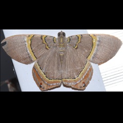 Phrygionis paradoxata