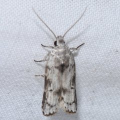Menestomorpha kimballi